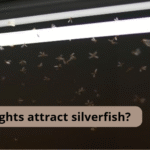 Do led lights attract silverfish?