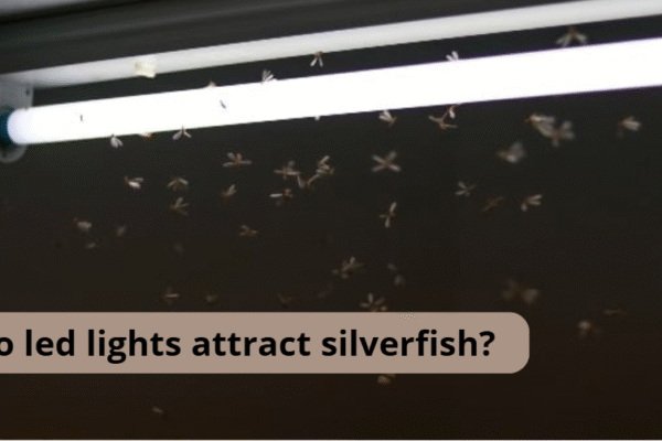 Do led lights attract silverfish?