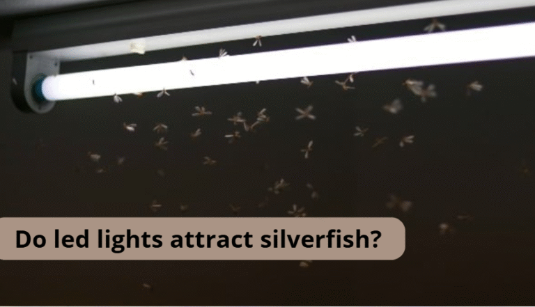 Do led lights attract silverfish?